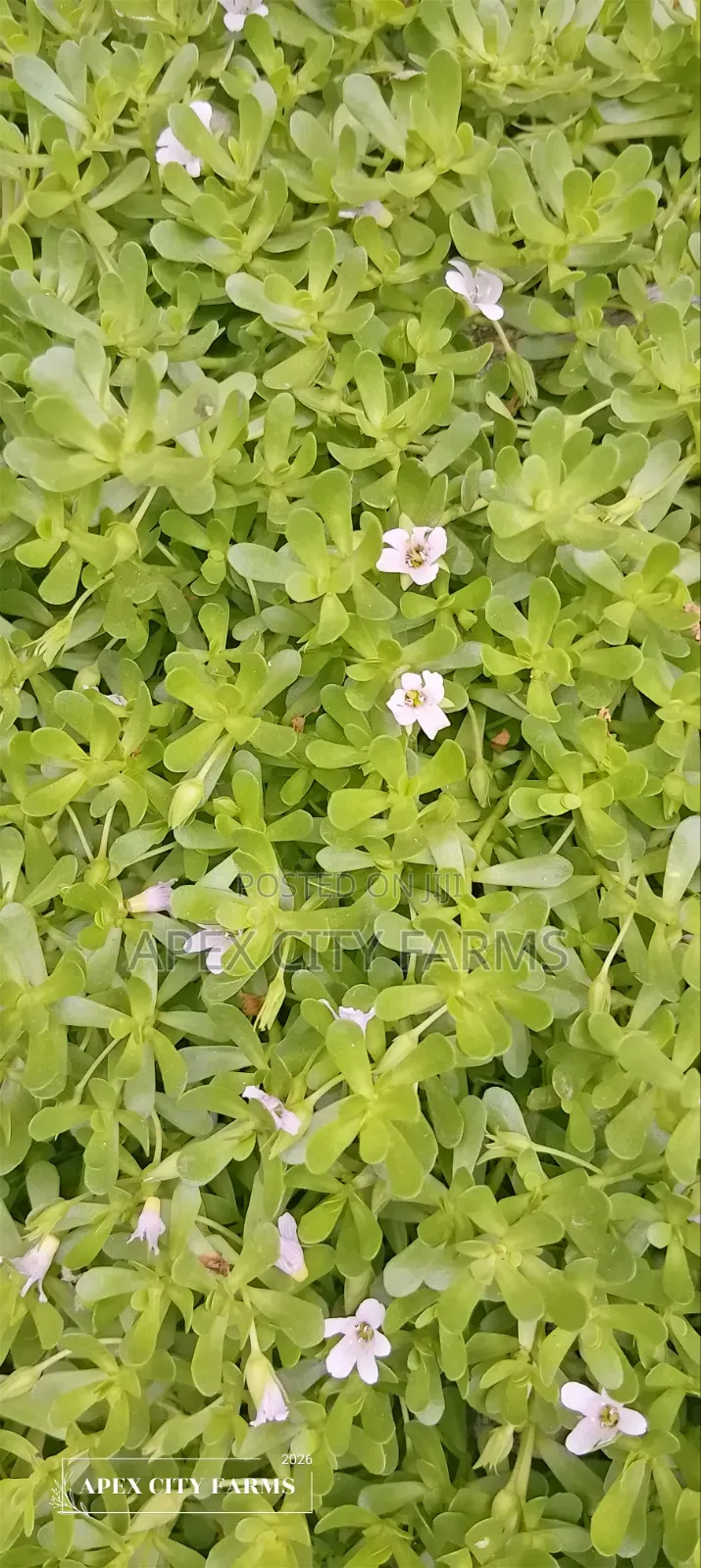 Brahmi / Water Hyssop or Bacopa Monnieri