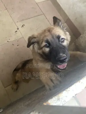 1-3 months Female Purebred German Shepherd
