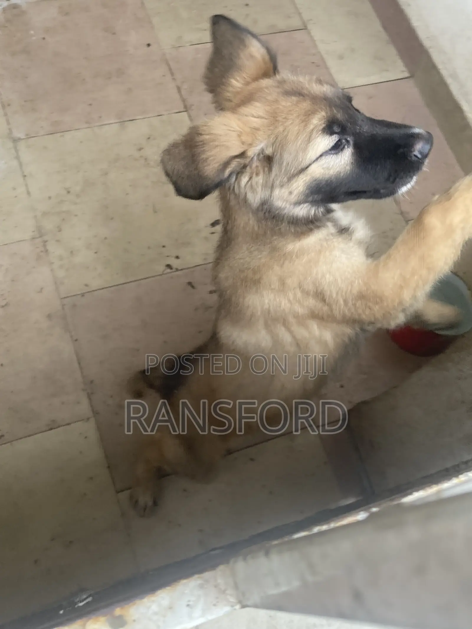 1-3 months Female Purebred German Shepherd