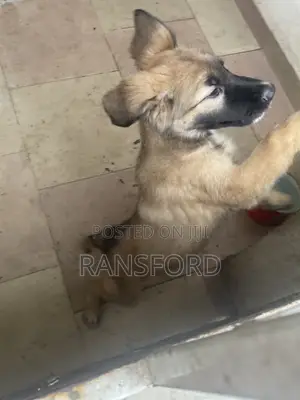 1-3 months Female Purebred German Shepherd