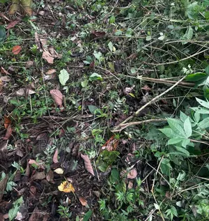 Half Plot for Sale