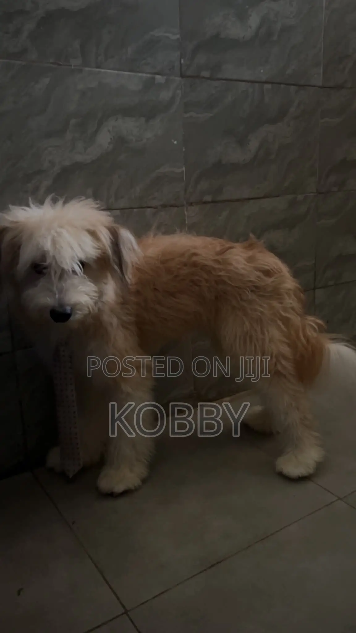 6-12 months Male Purebred Poodle