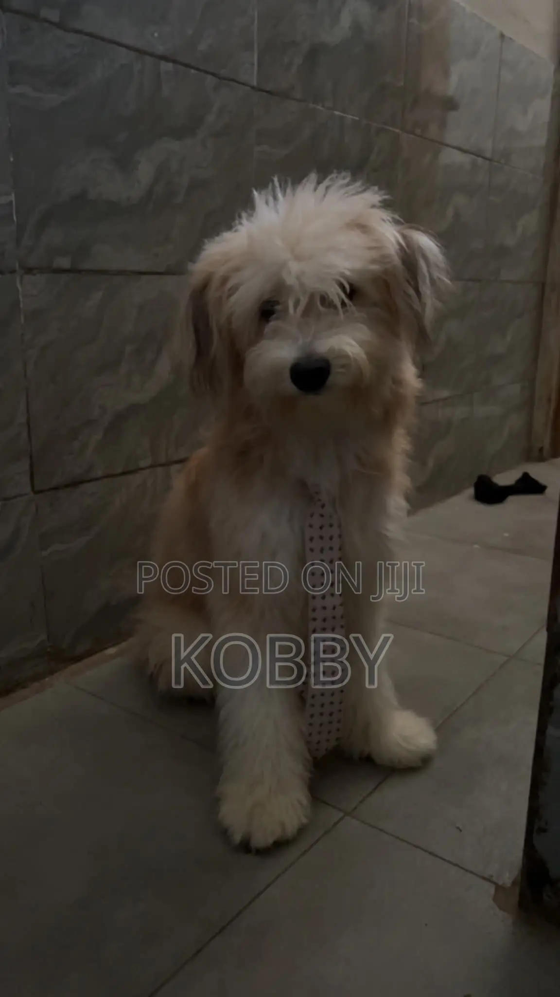 6-12 months Male Purebred Poodle