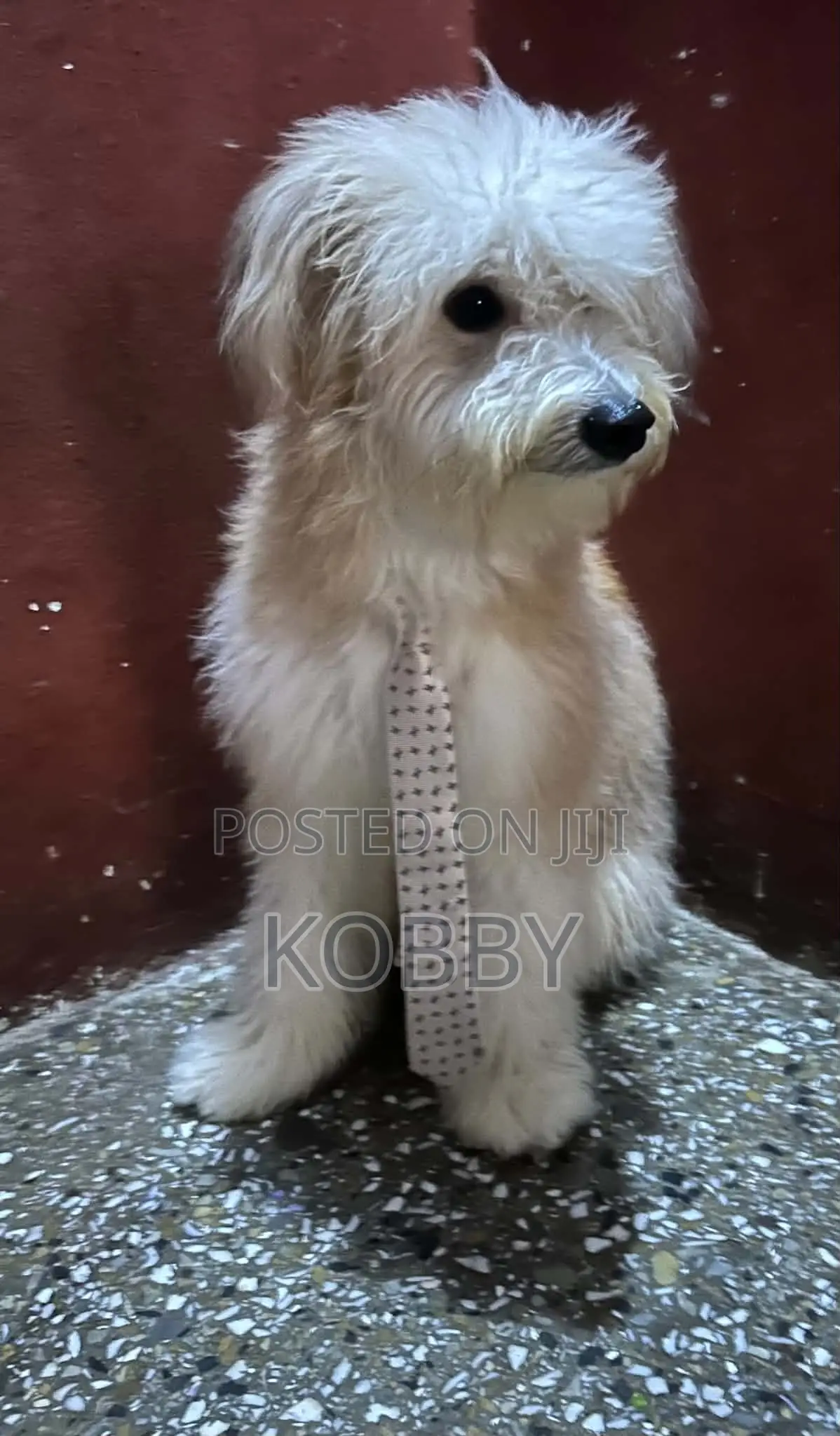 6-12 months Male Purebred Poodle