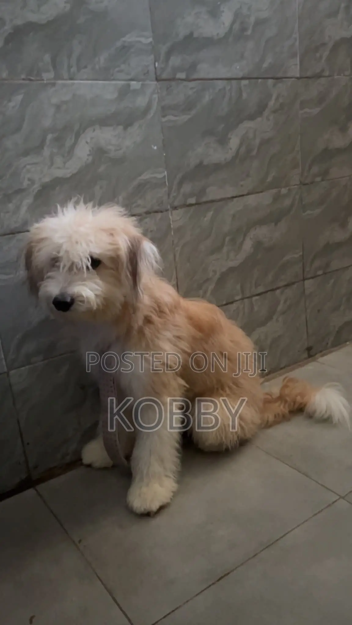 6-12 months Male Purebred Poodle