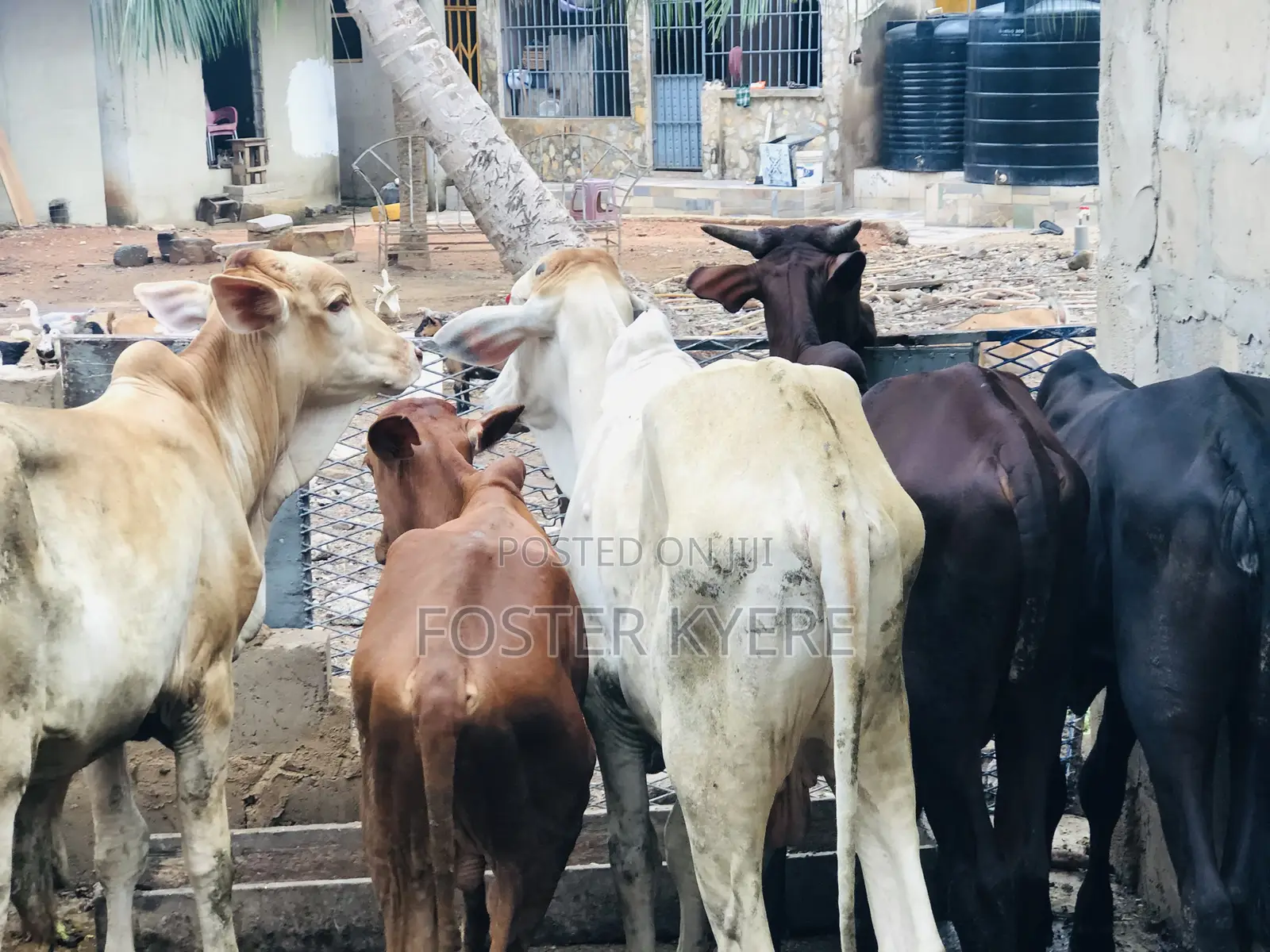 Cows Farming