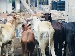 Cows Farming