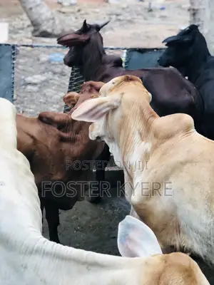 Cows Farming