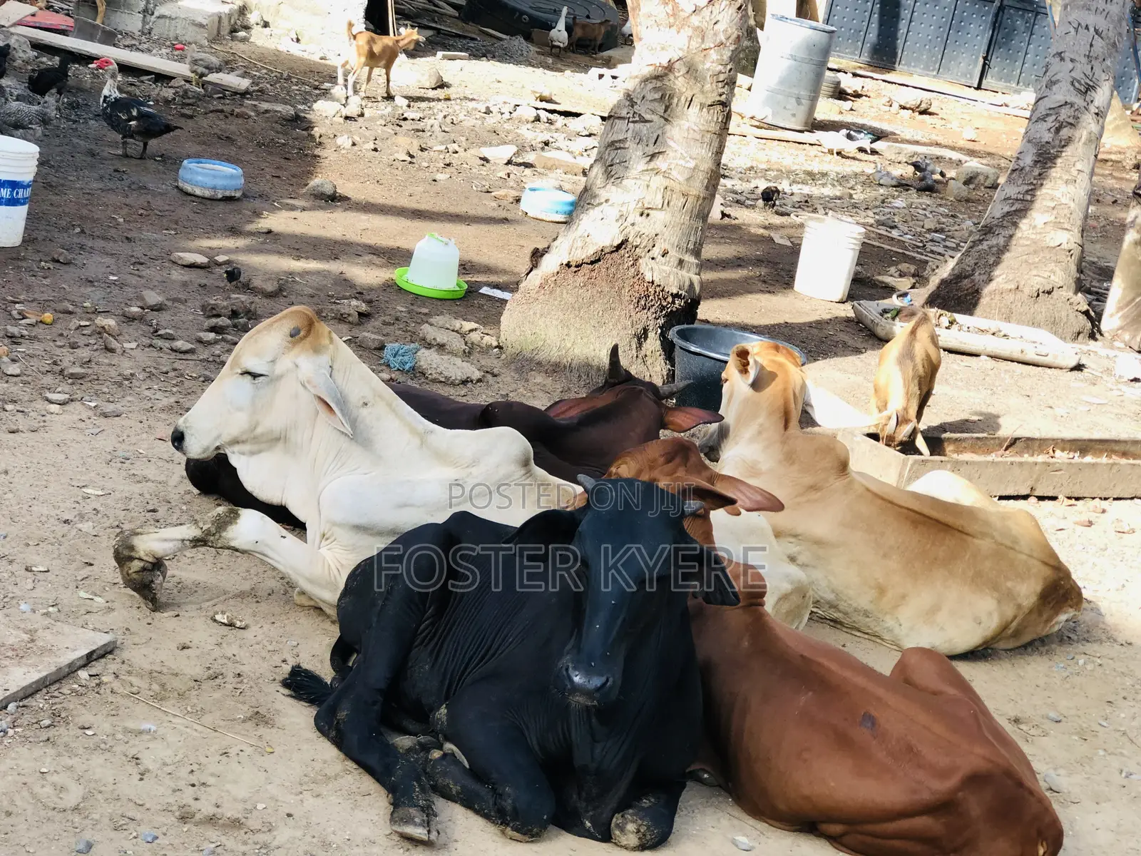 Cows Farming