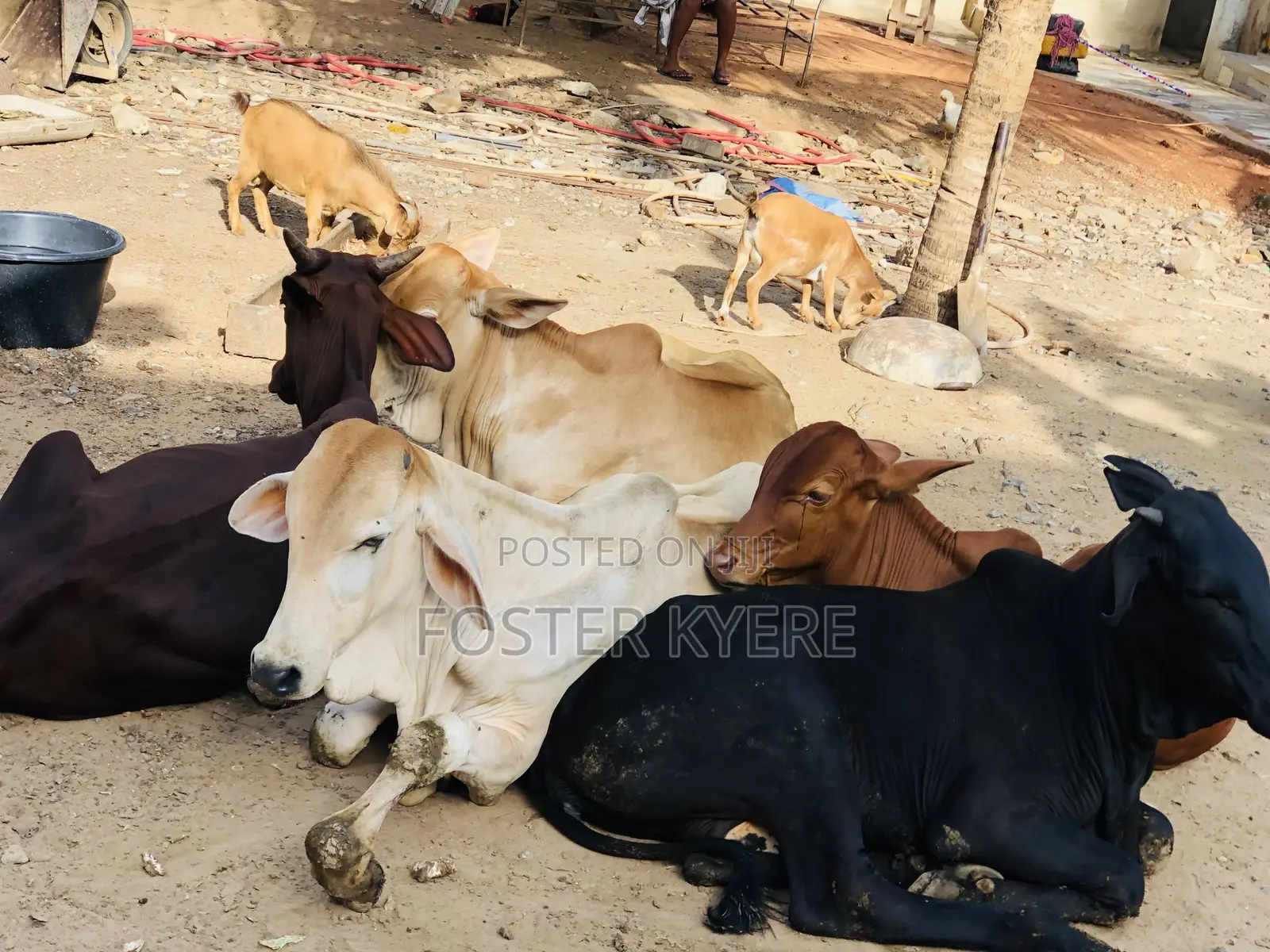 Cows Farming