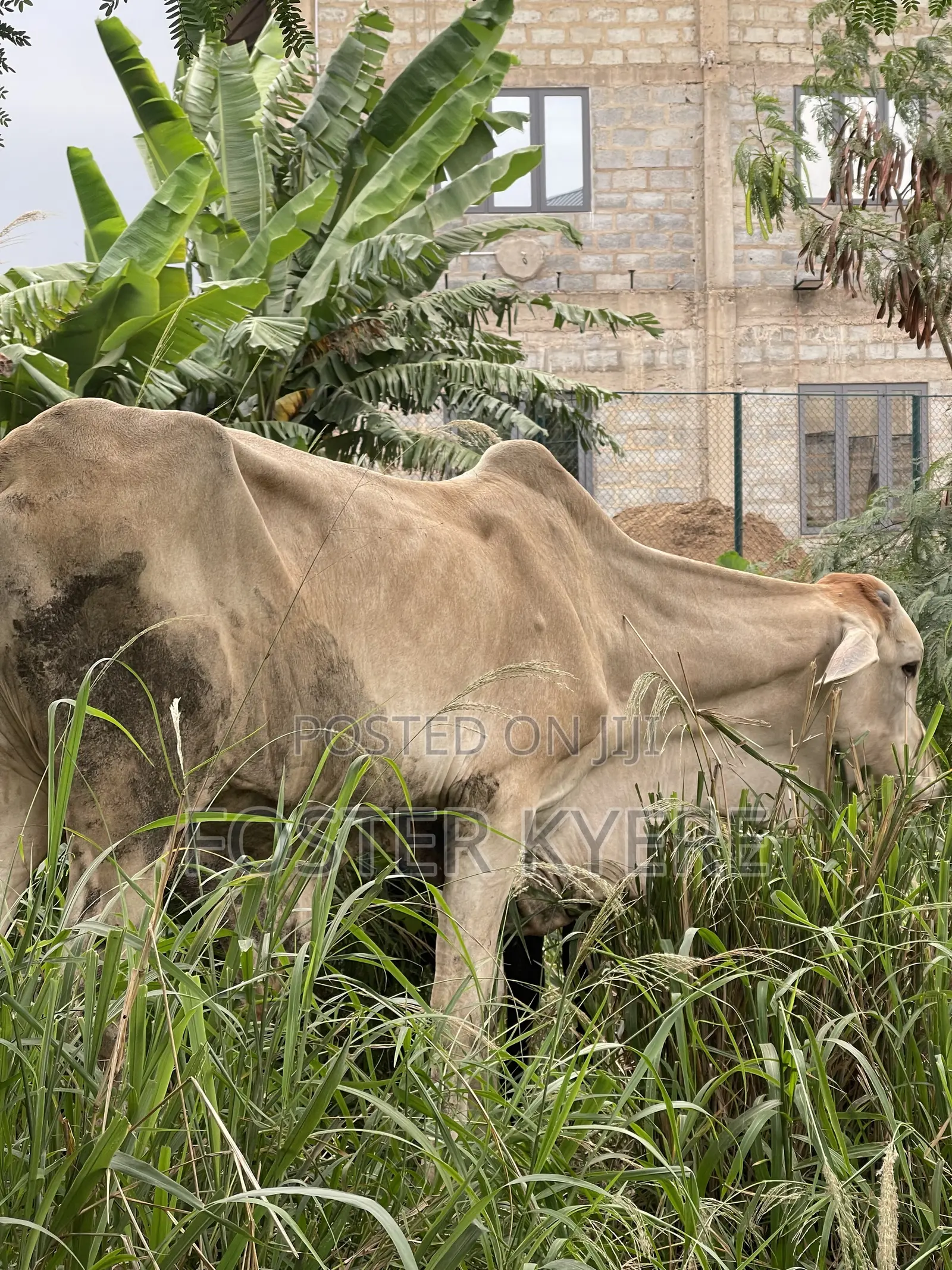 Cows Farming