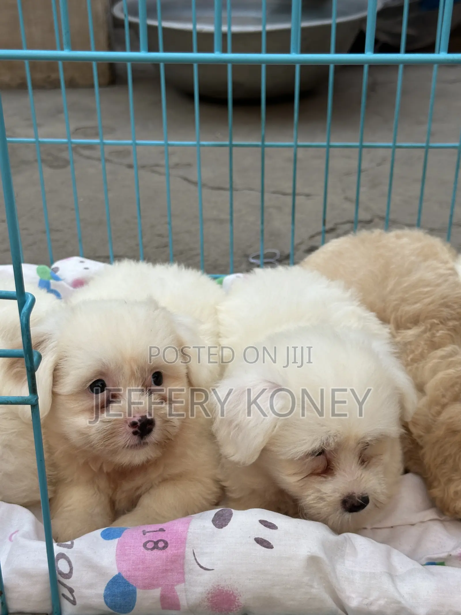1-3 months Female Purebred Poodle