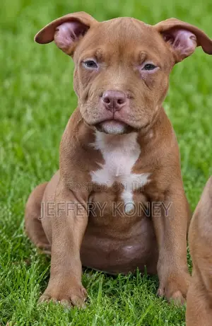 1-3 months Male Purebred American Bully