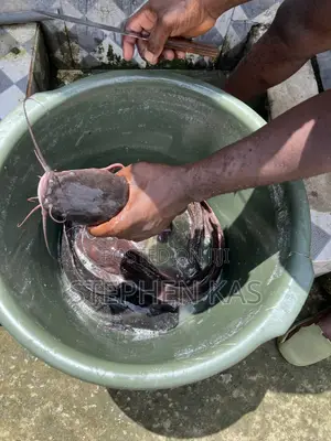 Full Catfish