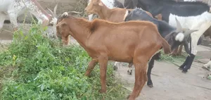 Cool Goat for Meat