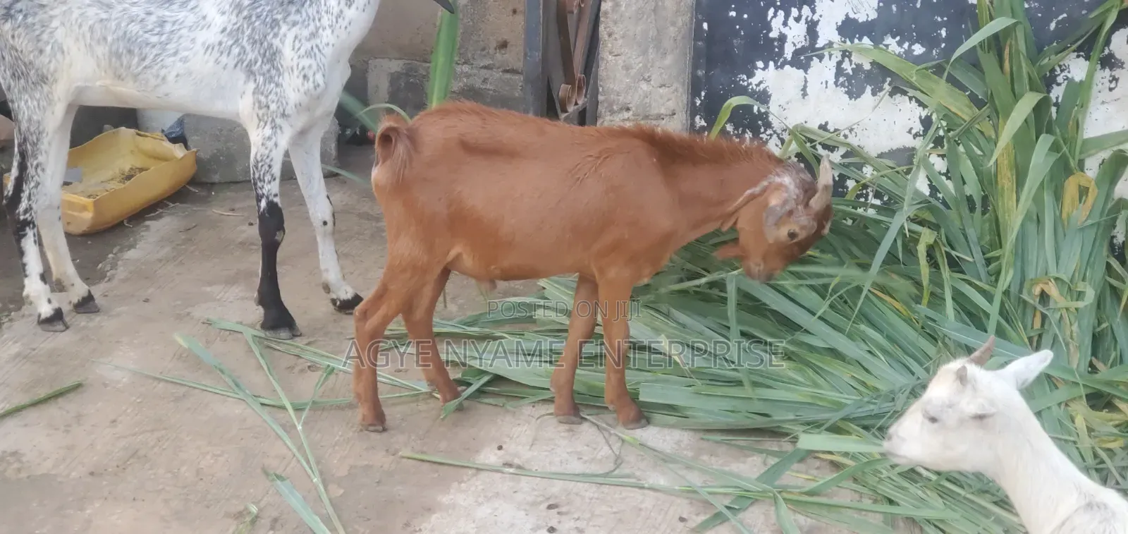 Cool Goat for Meat
