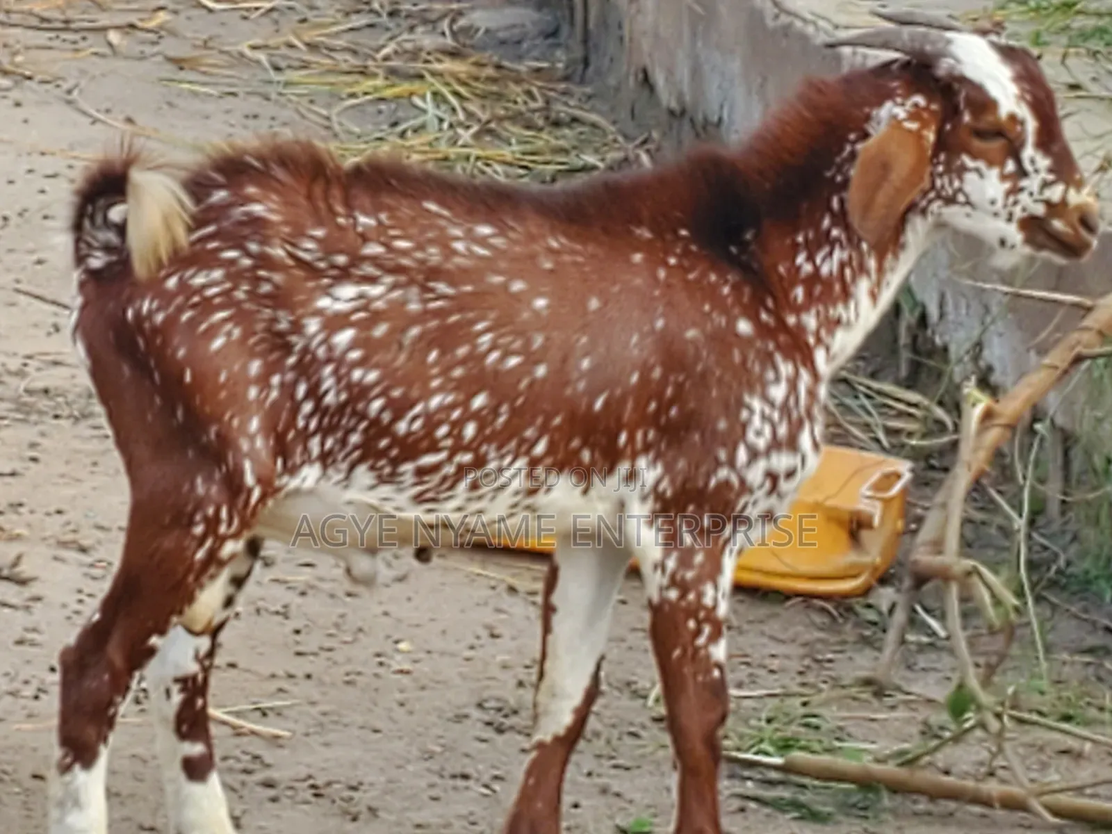 Matured Male Goat for Odogwu