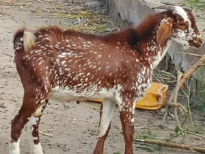 Matured Male Goat for Odogwu