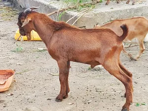 Matured Male Goat for Odogwu