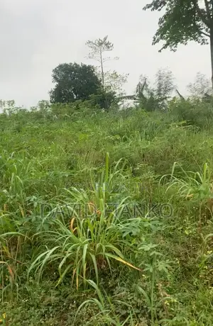 Acres of Mixed and Farm Land at Nsawam.