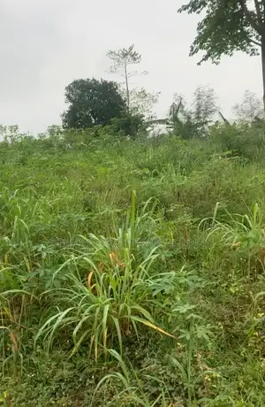 Acres of Mixed and Farm Land at Nsawam.