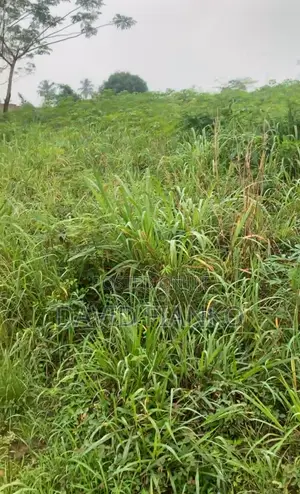 Acres of Mixed and Farm Land at Nsawam.