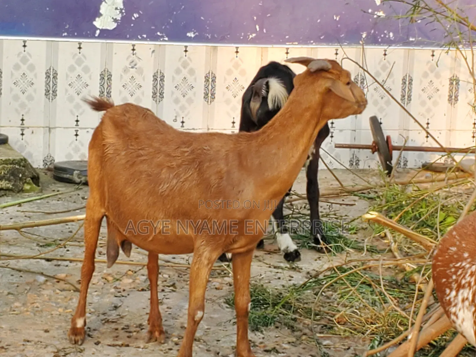 Pregnant Matured Sokoto Red Goats