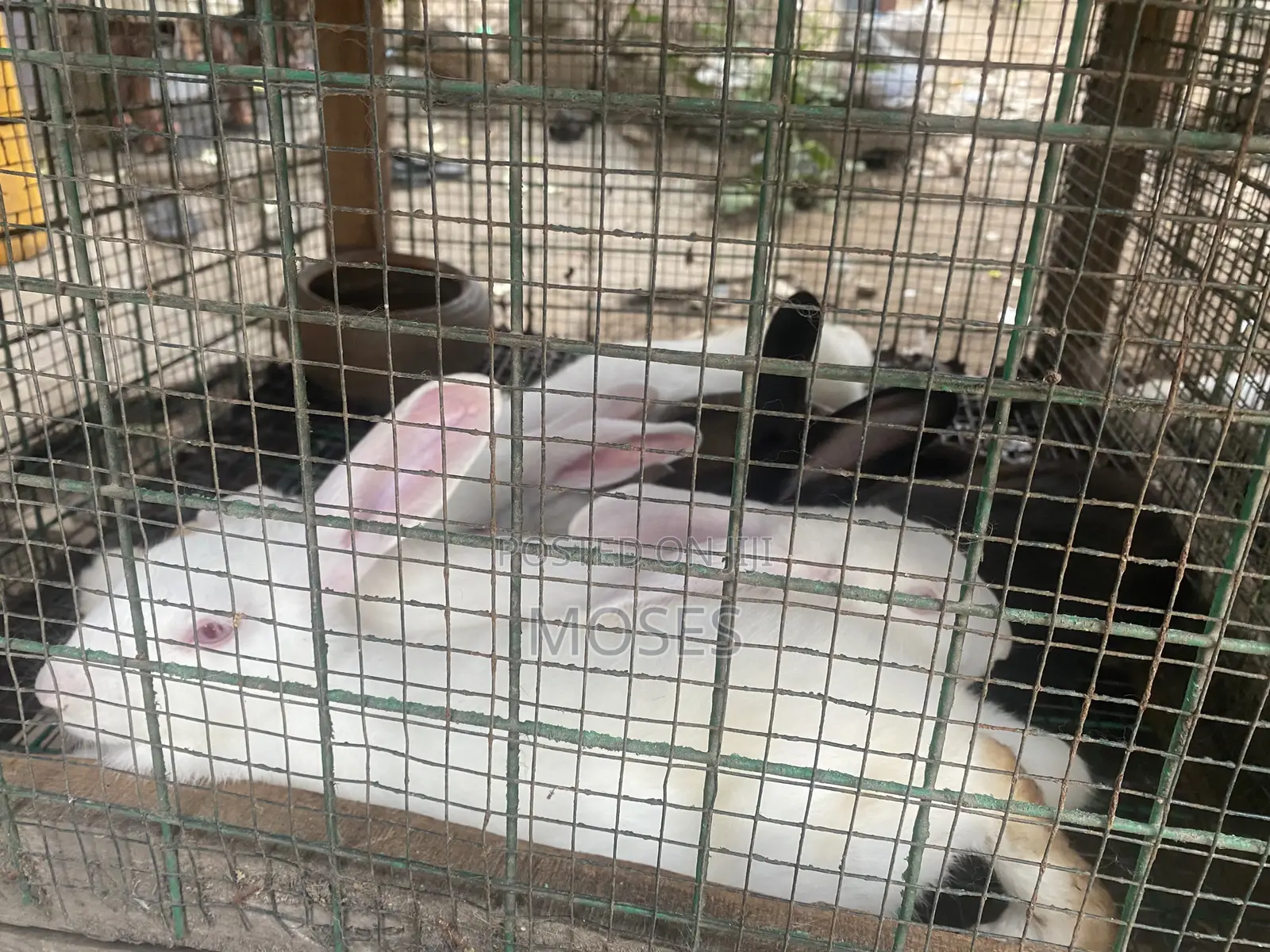 Mosaictus Rabbits Farm