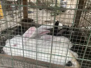 Mosaictus Rabbits Farm