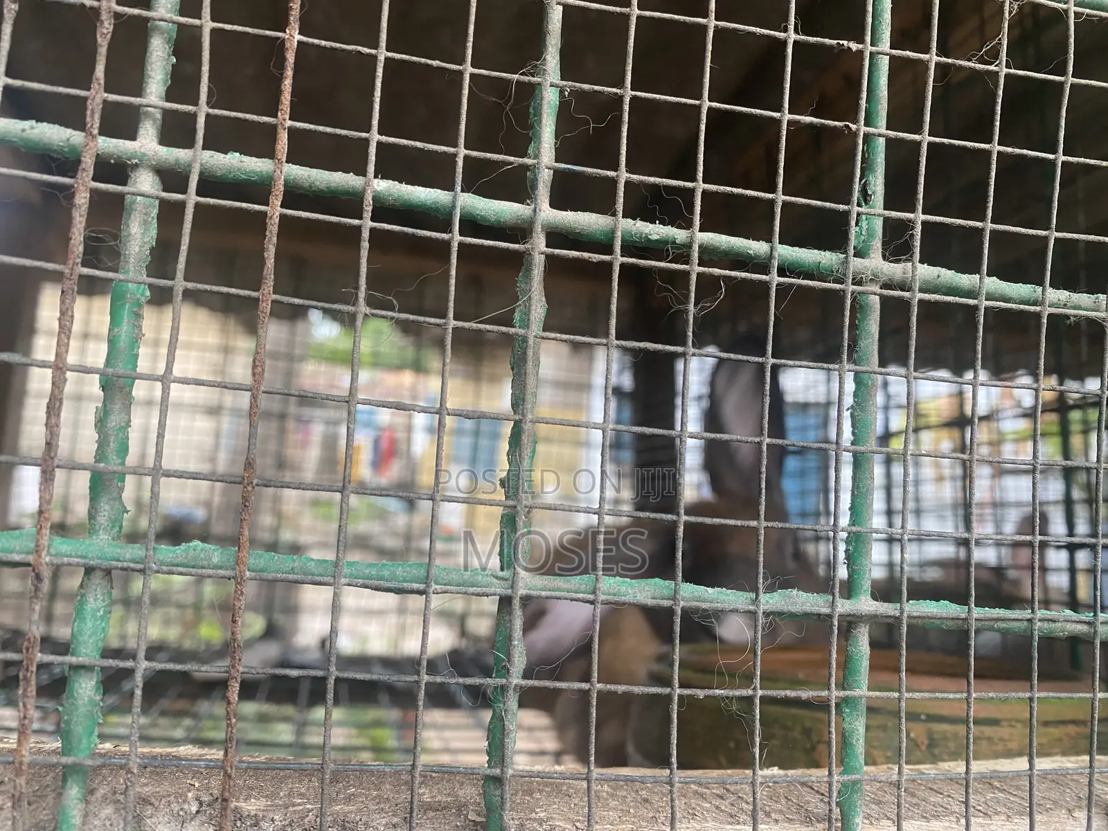 Mosaictus Rabbits Farm