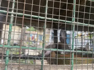 Mosaictus Rabbits Farm