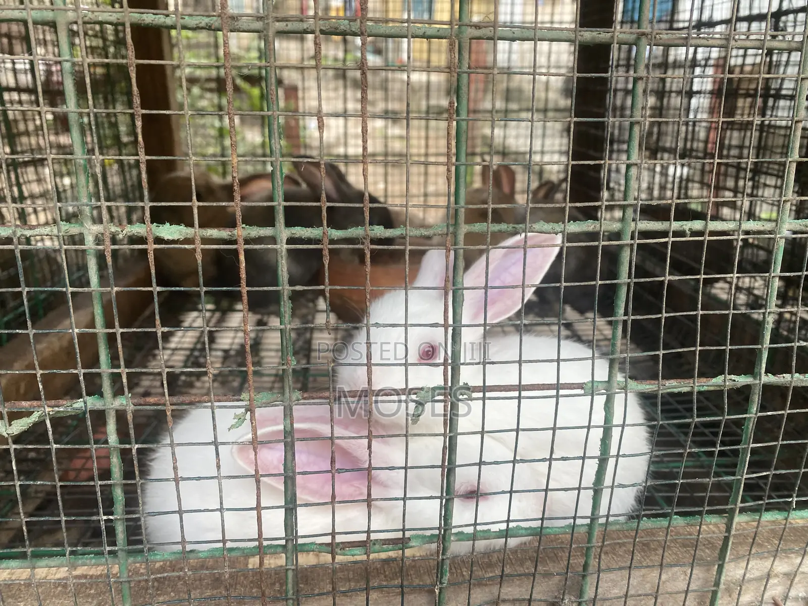 Mosaictus Rabbits Farm