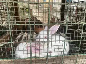 Mosaictus Rabbits Farm