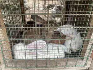 Mosaictus Rabbits Farm