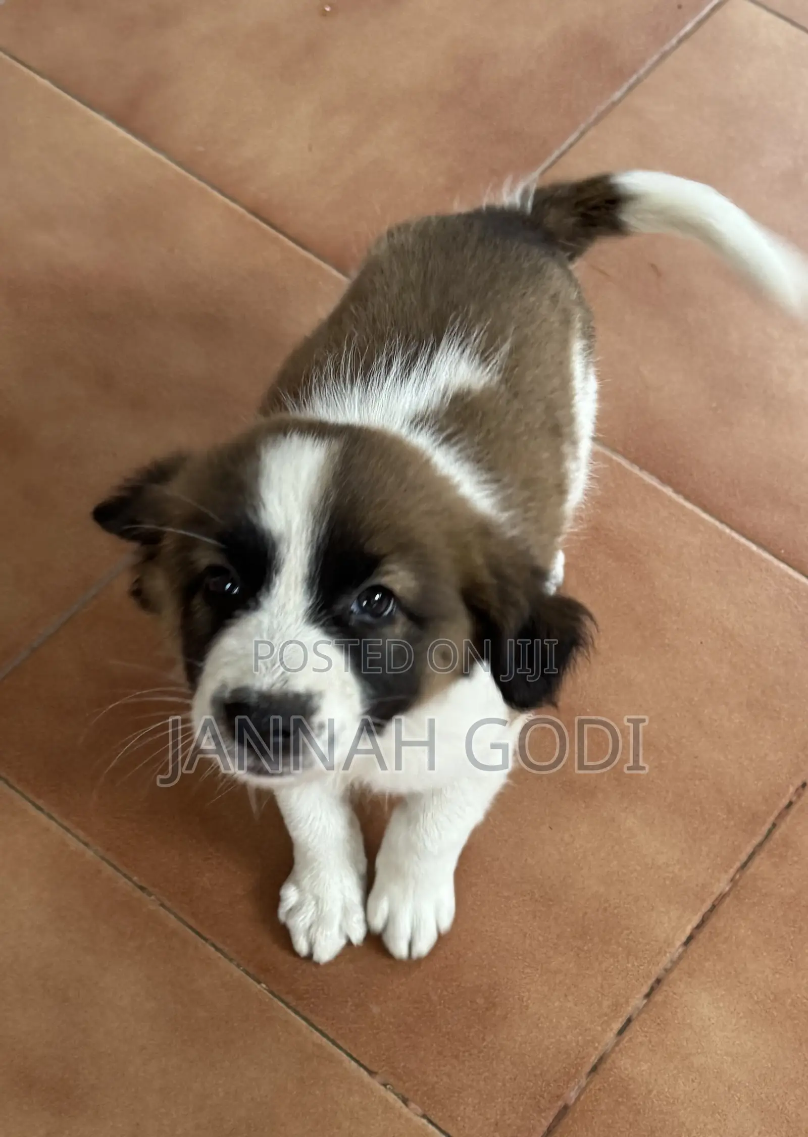 1-3 months Male Mixed Breed Dog
