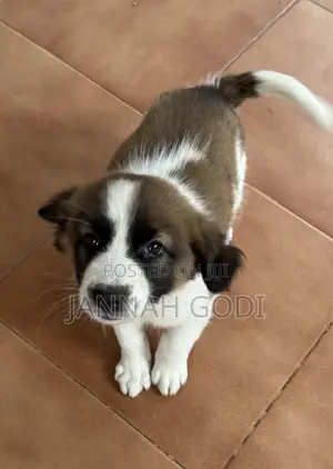 1-3 months Male Mixed Breed Dog