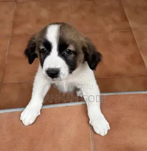 1-3 months Male Mixed Breed Dog