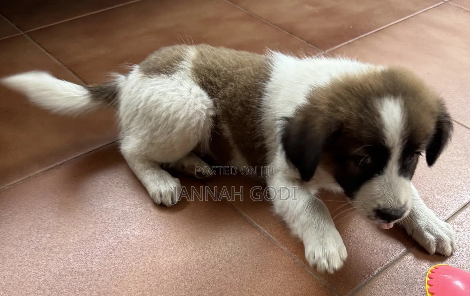 1-3 months Male Mixed Breed Dog