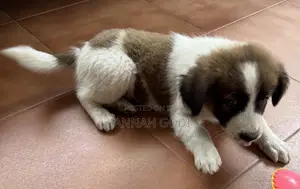 1-3 months Male Mixed Breed Dog