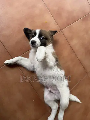 1-3 months Male Mixed Breed Dog
