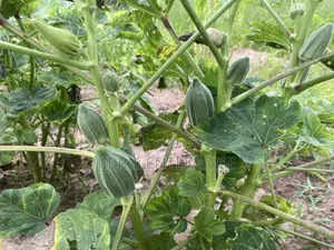 Togolese Dabo Okro(Abelmoscus Esculentus)