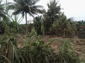 Filling Station Land for Sale at Mankranso Asempaneye
