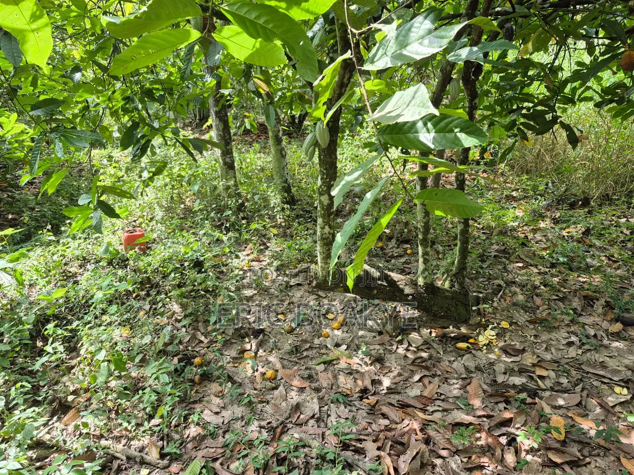 Lands for Farming, Small Scale Mining at Ahafo, Ashanti and Eastern