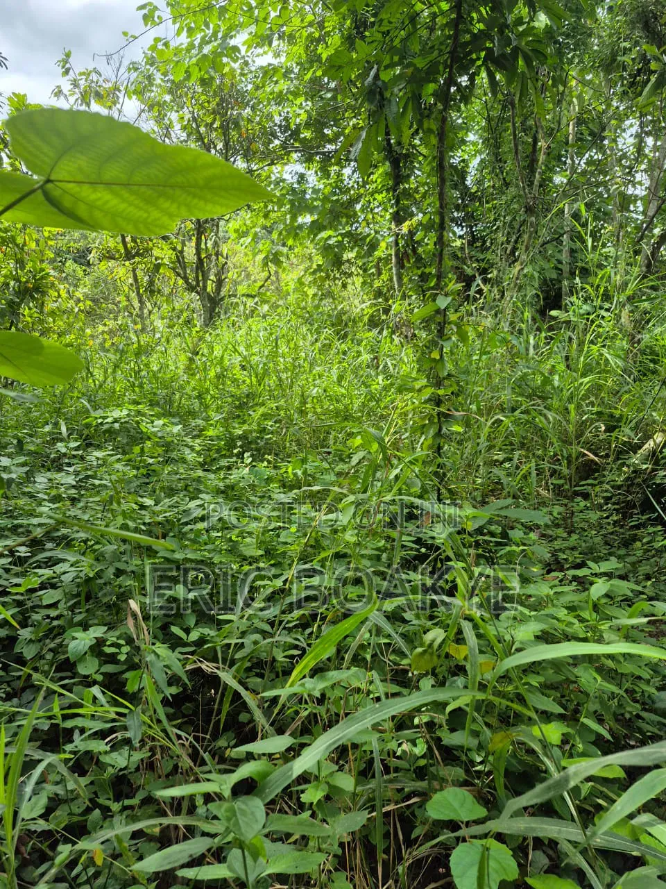 Lands for Farming, Small Scale Mining at Ahafo, Ashanti and Eastern