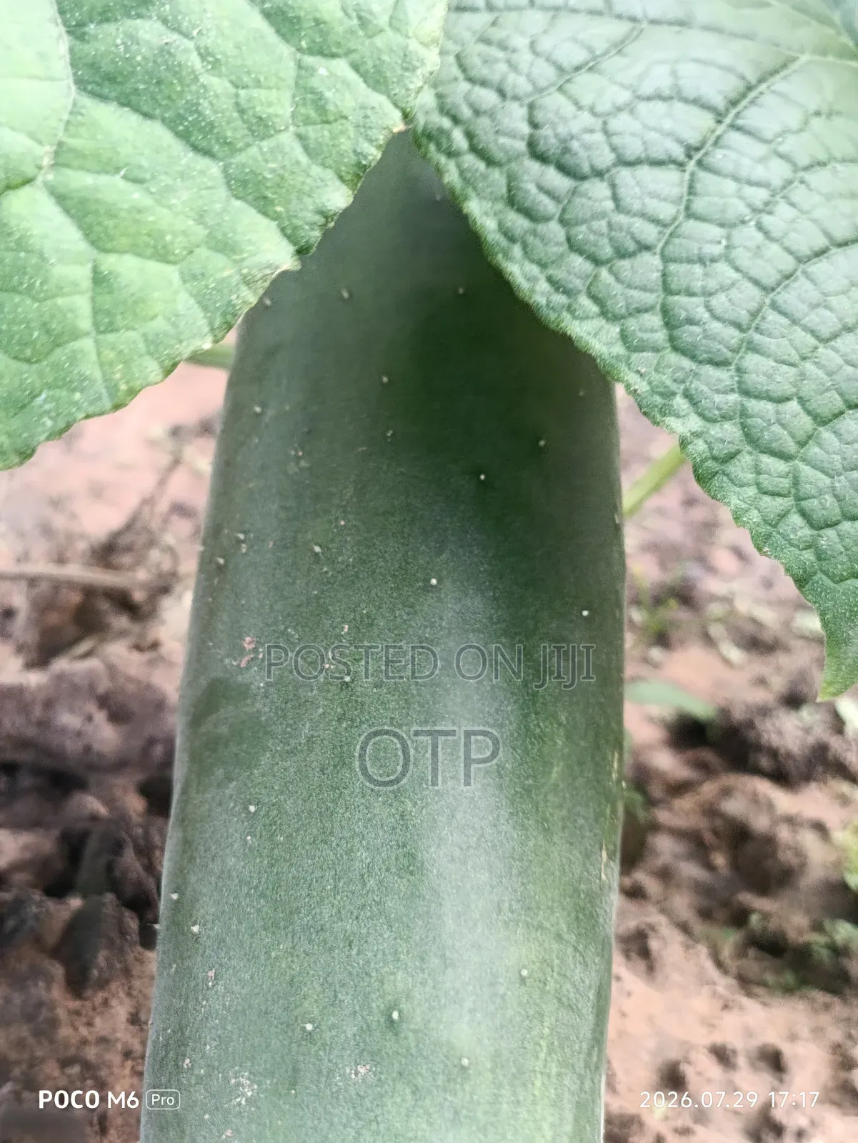 Fresh, Farm-Direct Cucumbers – Crisp Ready for Market!