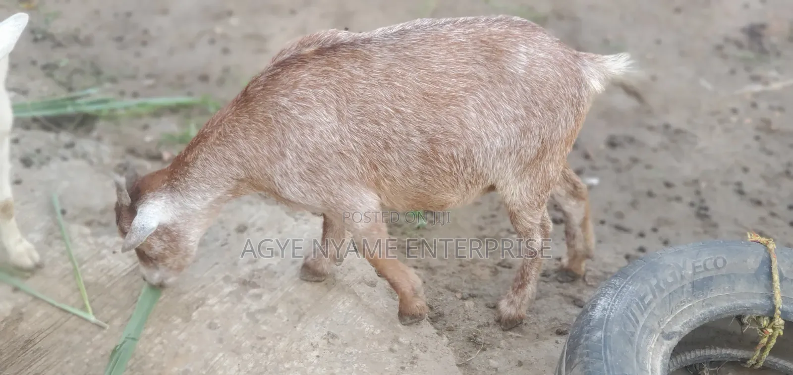 Young Healthy Female Goats