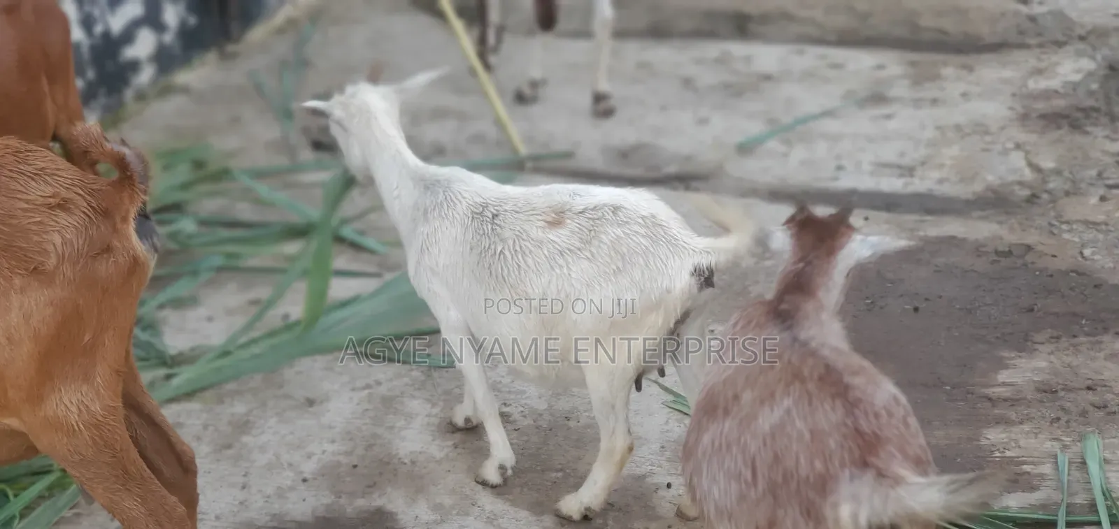Young Healthy Female Goats
