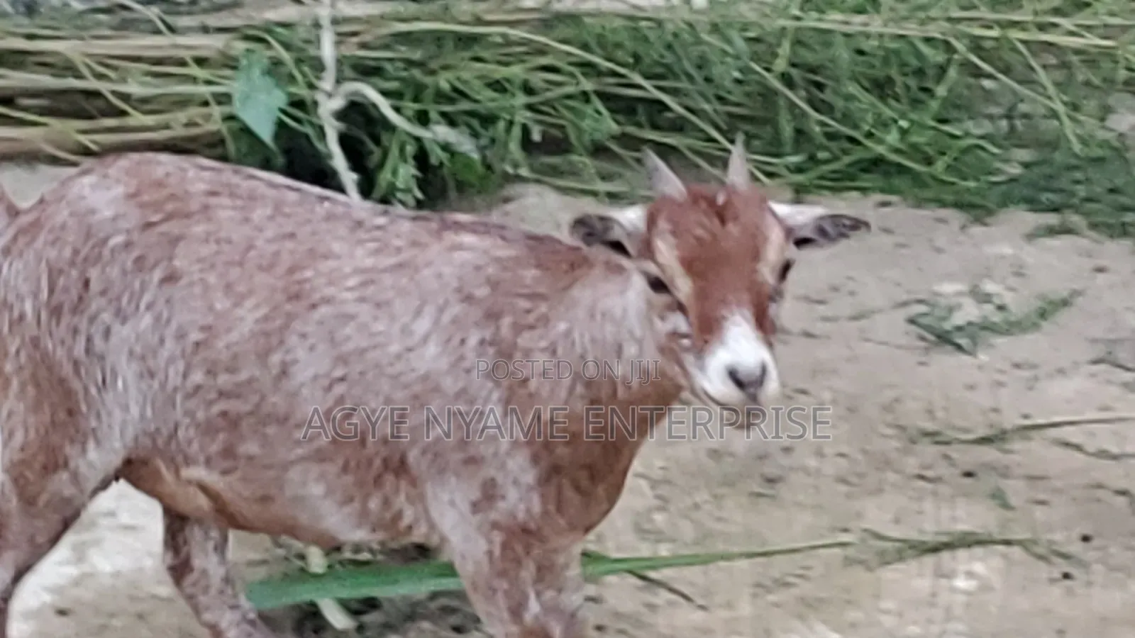 Young Healthy Female Goats