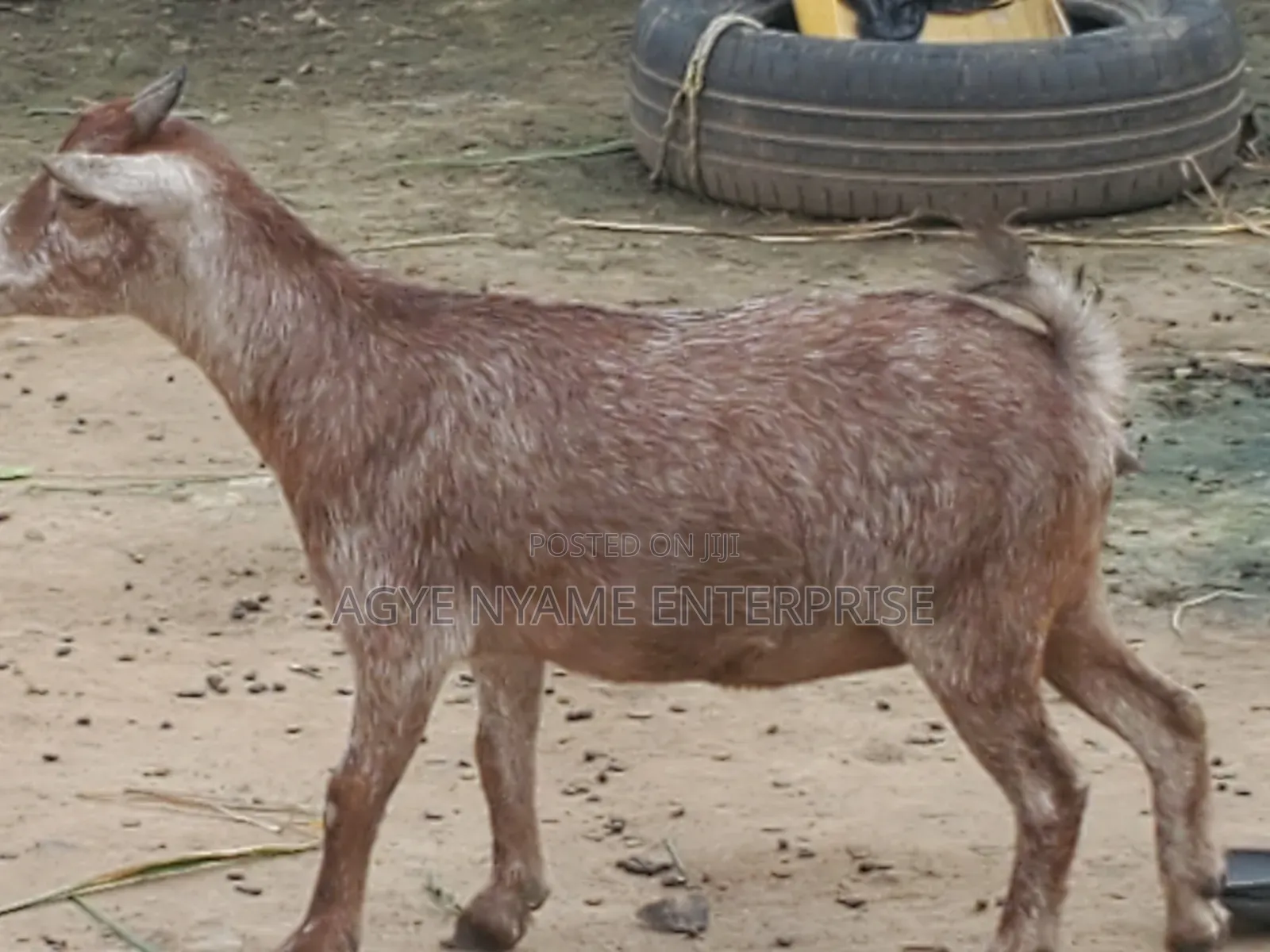Young Healthy Female Goats