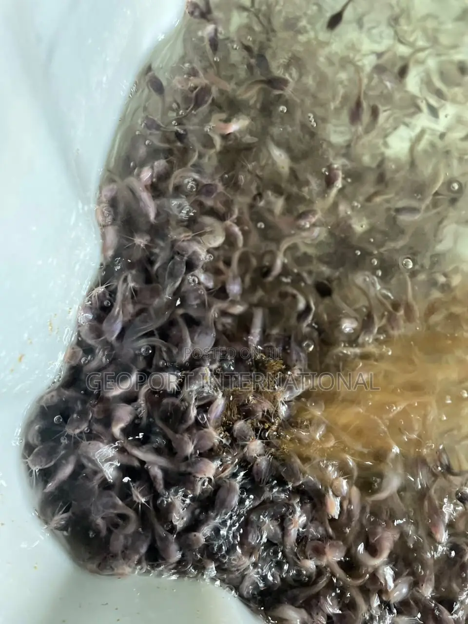 Catfish Fingerlings/ Juveniles